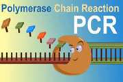 برگزاری کارگاه آموزشی استخراج DNA و PCR (تئوری- عملی) - 1401